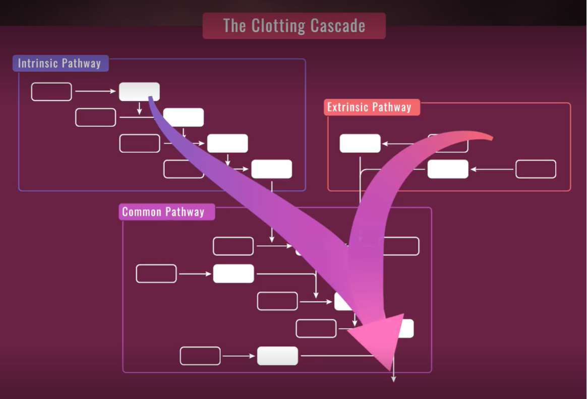 Clotting Cascade Comparison