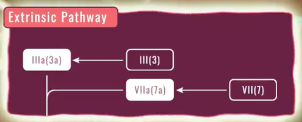 Extrinsic Pathway