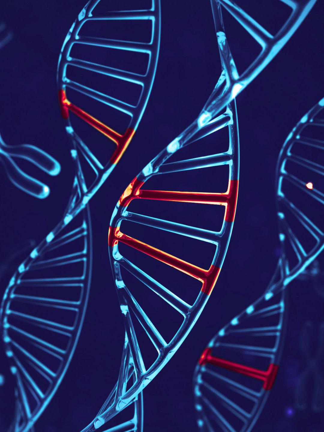 Multiple gene helix and chromosomes