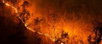 Wildfire in the woods