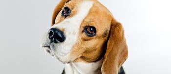 Researchers Make Gene Therapy Breakthrough in Dogs with Factor VII Deficiency