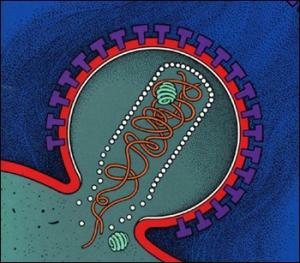 Testing for HIV & Hep C